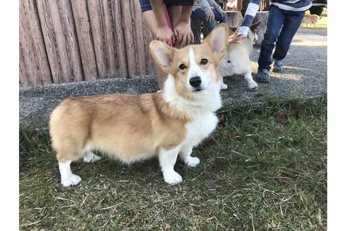 販売中のウェルシュコーギーペンブロークの親犬