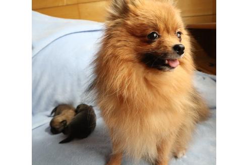 販売中のポメチワ:ポメラニアン×チワワの親犬