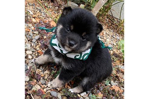 岡山県の豆柴 男の子 01 03生まれ とても小さくて可愛い黒豆柴くんです 子犬id ブリーダーナビ 岡山県の豆柴 男の子 01 03生まれ とても小さくて可愛い黒豆柴くんです 子犬id ブリーダーナビ