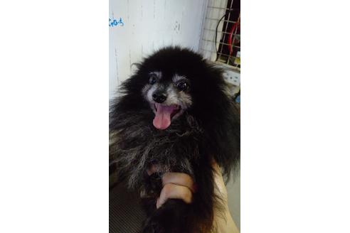販売中のポメラニアンの親犬