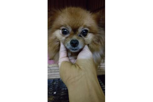 販売中のポメラニアンの親犬