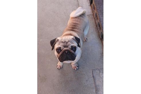 販売中のパグの親犬