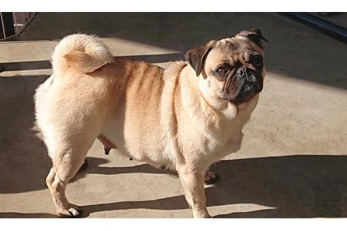 販売中のパグの親犬