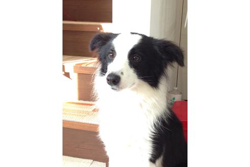 販売中のボーダーコリーの親犬
