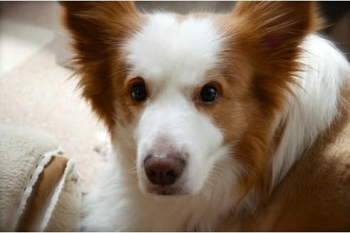 販売中のボーダーコリーの親犬