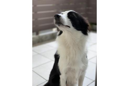 販売中のボーダーコリーの親犬