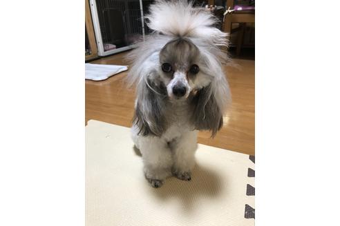 販売中のタイニープードルの親犬