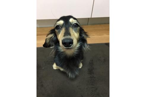 販売中のカニンヘンダックスフンド(ロングヘアード)の親犬