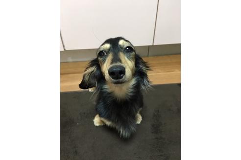 販売中のカニンヘンダックスフンド(ロングヘアード)の親犬