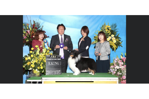 販売中のシェットランドシープドッグ(シェルティ)の親犬