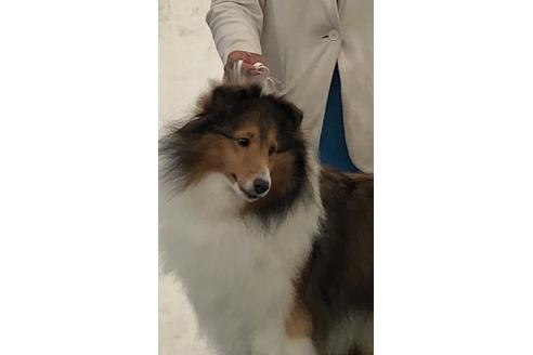 販売中のシェットランドシープドッグ(シェルティ)の親犬