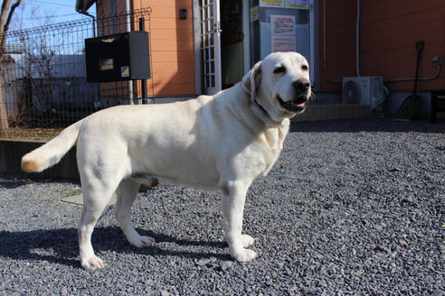 販売中のラブラドールレトリーバーの親犬