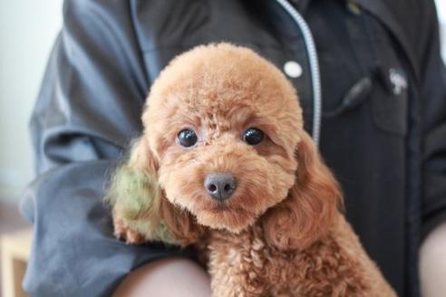 販売中のトイプードルの親犬