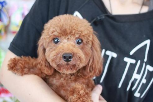 販売中のトイプードルの親犬