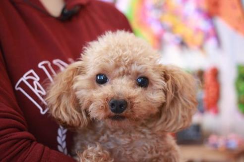 販売中のトイプードルの親犬