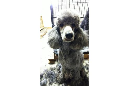 販売中のスタンダードプードルの親犬