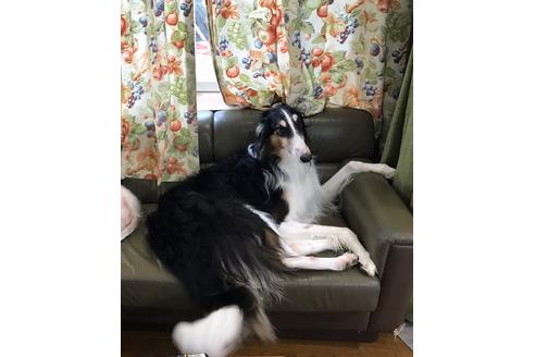 販売中のボルゾイの親犬