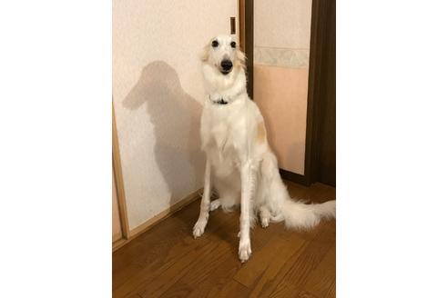 販売中のボルゾイの親犬