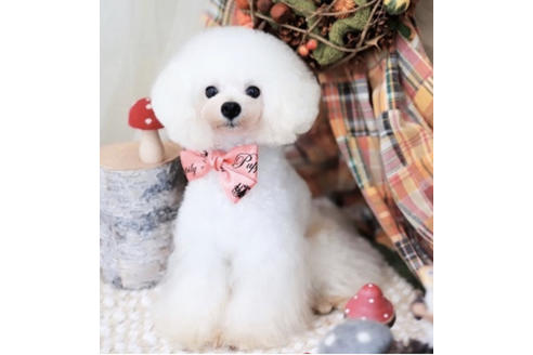 販売中のティーカッププードルの親犬