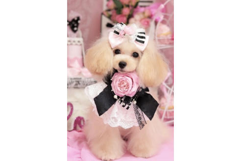 販売中のティーカッププードルの親犬