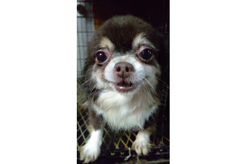 販売中のチワワ(ロングコート)の親犬