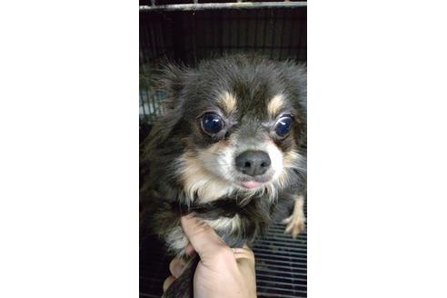販売中のチワワ(ロングコート)の親犬