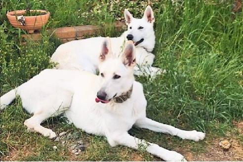 販売中のその他の犬種の母親