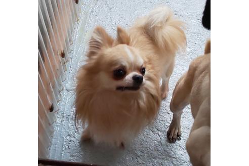 販売中のチワワ(ロングコート)の親犬