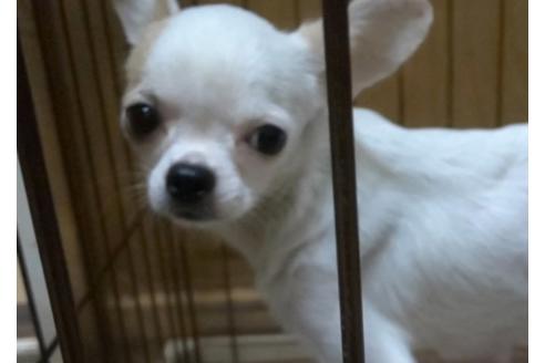 販売中のチワワ(ロングコート)の親犬