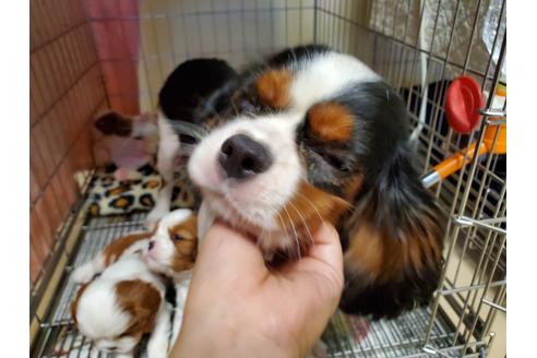 販売中のキャバリアキングチャールズスパニエルの親犬
