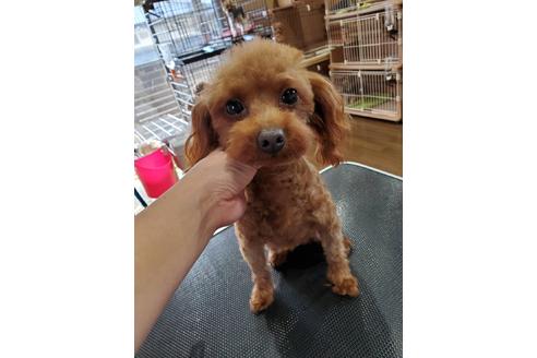 販売中のタイニープードルの親犬