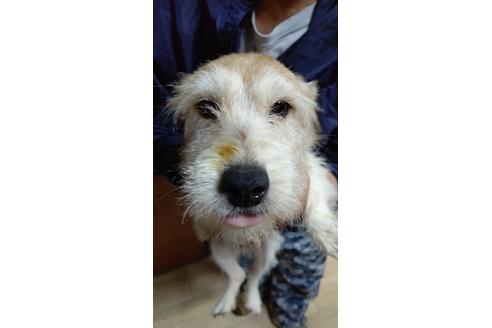 販売中のジャックラッセルテリアの親犬