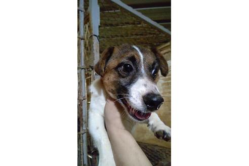 販売中のジャックラッセルテリアの親犬