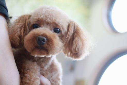 販売中のトイプードルの親犬