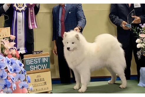 販売中のサモエドの親犬