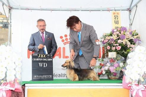 販売中のミニチュアダックスフンド(ロングヘアード)の親犬