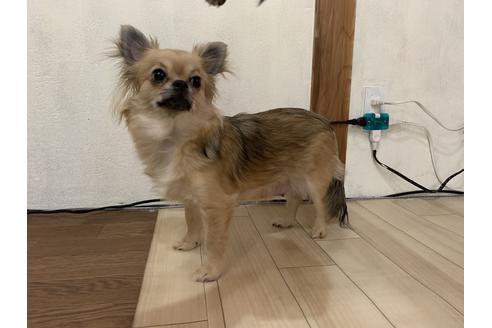 販売中のチワワ(ロングコート)の親犬