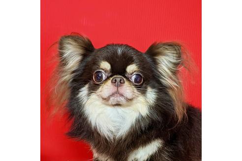 販売中のチワワ(ロングコート)の親犬