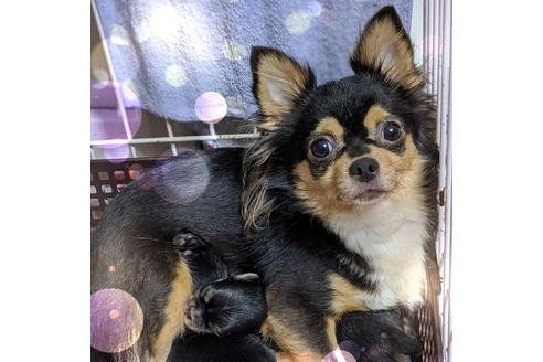 販売中のチワワ(ロングコート)の親犬