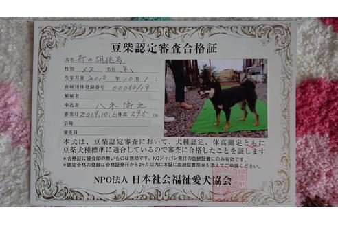 販売中の豆柴の親犬