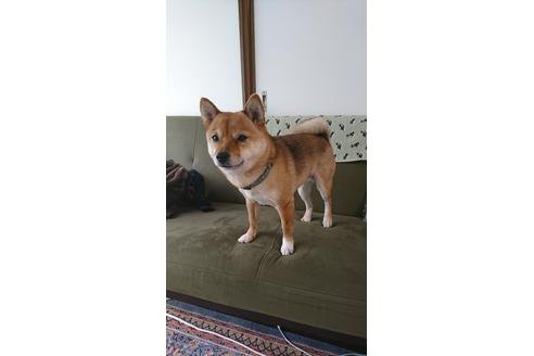 販売中の豆柴の親犬