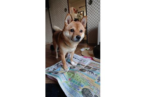販売中の豆柴の親犬
