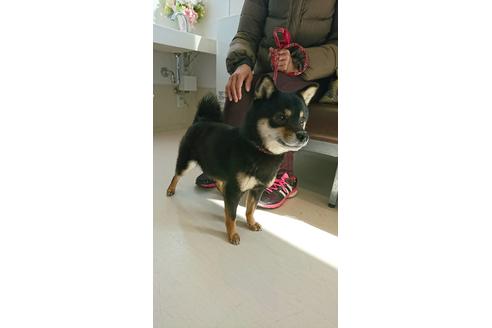販売中の豆柴の親犬