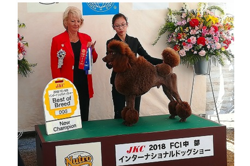 販売中のスタンダードプードルの親犬