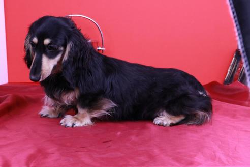 販売中のミニチュアダックスフンド(ロングヘアード)の親犬