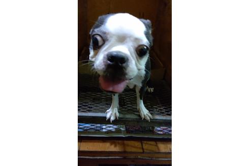 販売中のボストンテリアの親犬