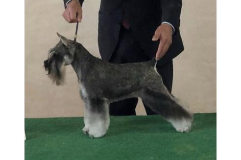 販売中のミニチュアシュナウザーの親犬