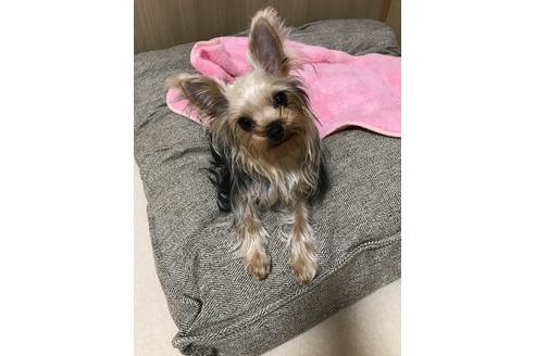 販売中のヨークシャーテリアの親犬