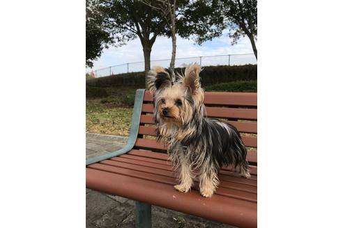 販売中のヨークシャーテリアの親犬