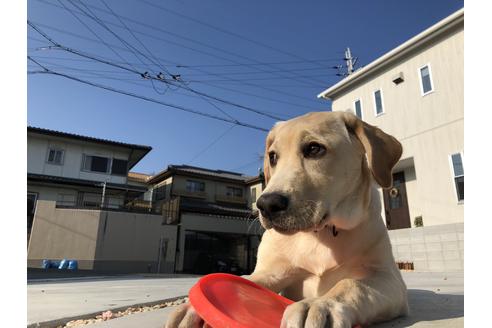 吉田沙也可ブリーダーの詳細の1枚目